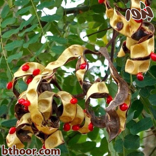 بذور شجرة مرجان الغابة (Adenanthera pavonina)