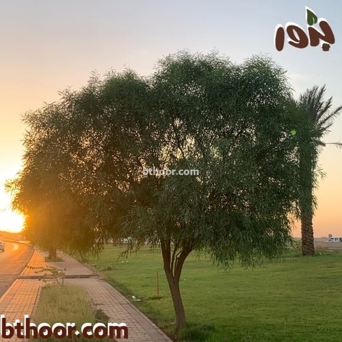 بذور السنط الملحي (Acacia ampliceps)