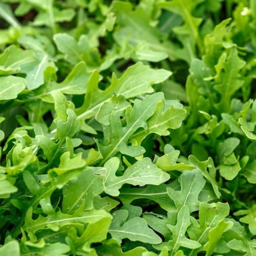 بذور نبات الجرجير (Eruca Sativa)