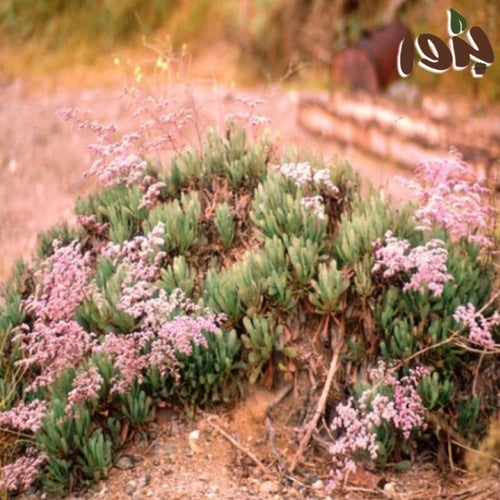 بذور خزامى البحر (قطف) limonium axillare