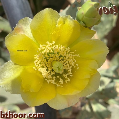 بذور صبار الكمثرى الشرقي-التين الهندي( Opuntia hum...