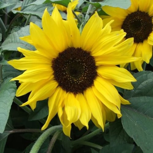 بذور دوار الشمس ( Helianthus annuus )