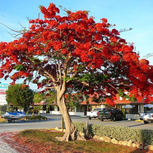 بذور البونسيانا الحمراء ( Delonix regia )