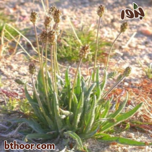 بذور ربلة القاطونة - ovata plantago