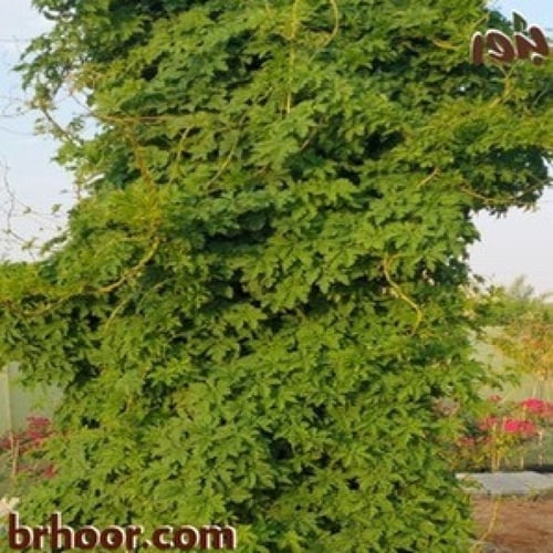 بذور متسلقة ست الحسن (بيضاء) - Ipomoea cairica
