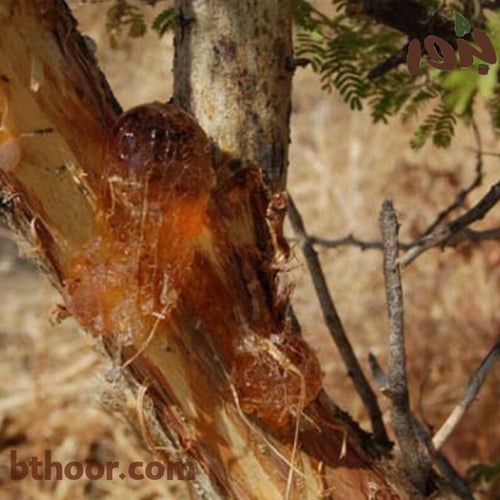 بذور شجرة الصمغ‬ ‫العربي (Acacia senegal)