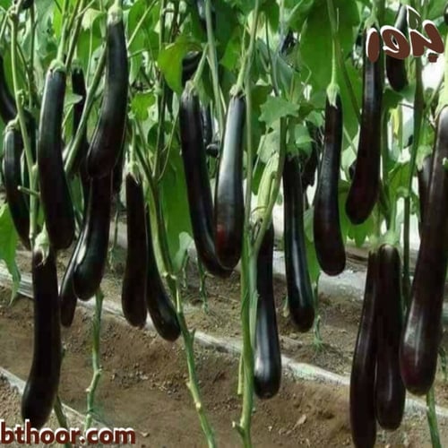 بذور باذنجان أسود طويل (Solanum Long Black Eggplan...