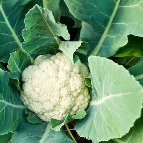 بذور القرنبيط - الزهرة البيضاء ( Brassica oleracea...