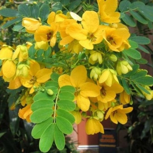 بذور الجاكرندا الصفراء - ابو المكارم(Tipuana tipu...