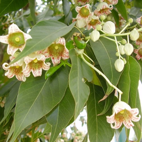 بذور استركوليا مخمسة(Brachychiton populneus)