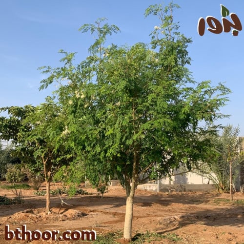 بذور المورينجا اوليفيرا - المورينقا الهندية ( ج...