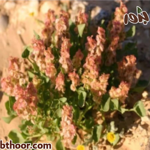 بذور الحميض-الحماض جملة