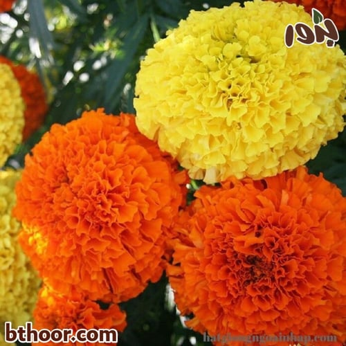 بذور زهرة القطيفة جملة أللوان متعددة