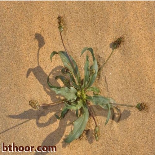 بذور ربلة القاطونة جملة