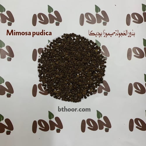 بذور ميموزا بوديكا-الخجولة (جملة)