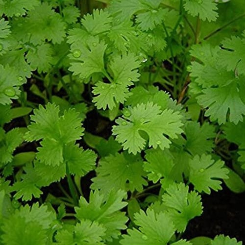 بذور نبات الكزبرة (Coriandrum sativum)