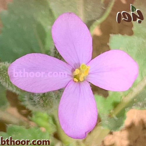 بذور اليهق ( الجرجير البري) - Diplotaxis acris