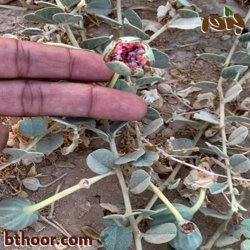 بذور الشفلح - جملة