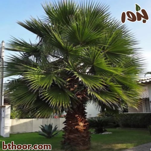 بذور نخيل واشنطوني جملة ( برتشارديا )