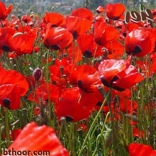بذور ديدحان احمر موسمي ( جملة ) Papaver glaucum