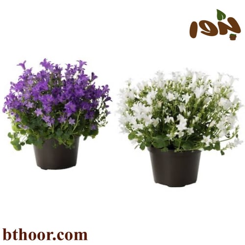 بذور زهرة الجرس – الزهرة الزجاجية (Campanula)