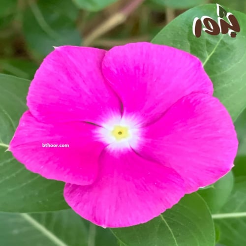 بذور البفتة - ألوان متعددة ( جملة )