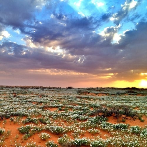 بذور القحويان - الأقحوان البري ( anthemis deserti...