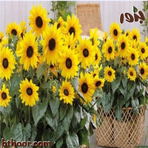 بذور دوار الشمس قزمي - Helianthus pumilus