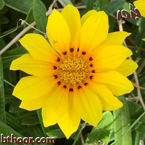 بذور زهرة الجازانيا الصفراء-غازانيا جامدة( Gazania...