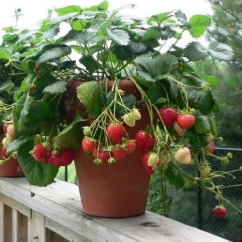 بذور الفراولة ( Fragaria x ananassa )