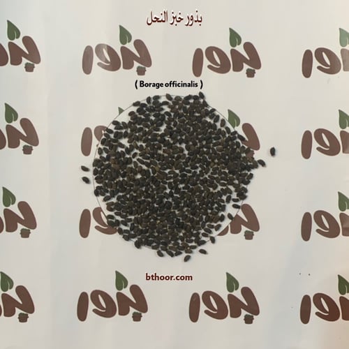 بذور خبز النحل(Borage officinalis)