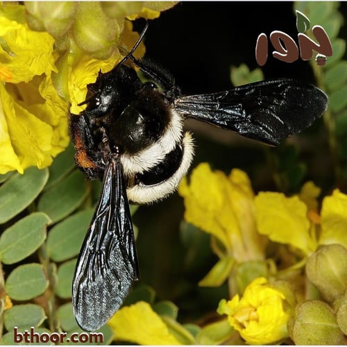 بذور البونسيانا الصفراء - بلتفورم (Peltophorum afr...