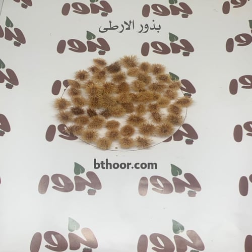 بذور شجيرة الارطى (calligonum comosum)