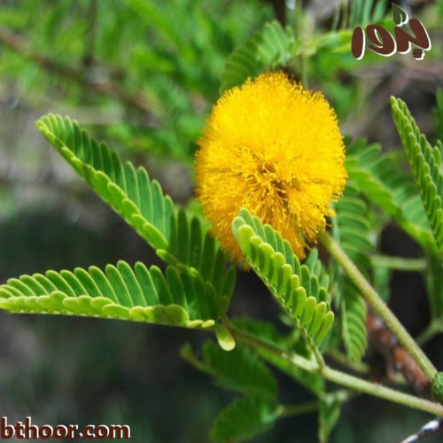 بذور طلح الفتنة ( Acacia farnesiana )