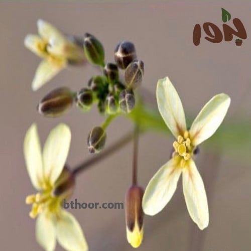 بذور عشبه الحرشاء (Brassica tournefortii)