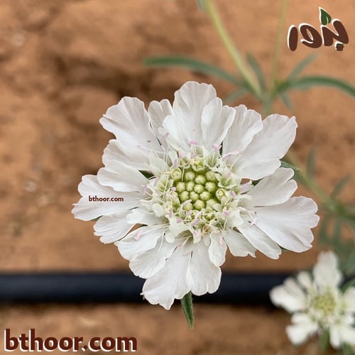 بذور طربة-ام قلاص (scabiosa stellata)
