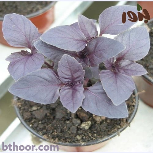 بذور الريحان الليلي - البنفسجي ( ‏Albahaca Morada...