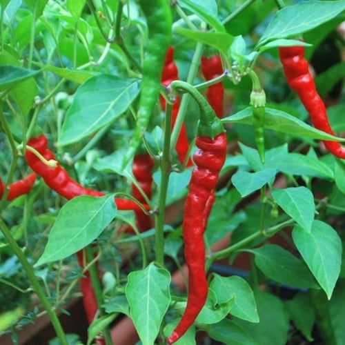 بذور الفلفل الحار الاحمر ( Capsicum annuum )