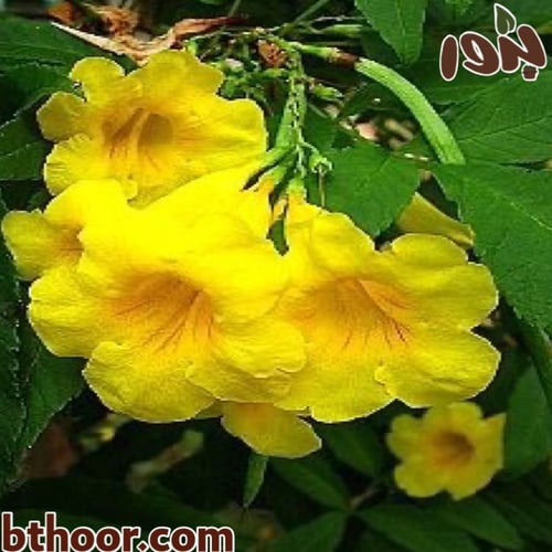 بذور شجرة تيكوما ستانس جملة