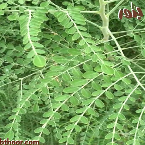 بذور مورينجا هجين - جملة ( Moringa Hybrid )