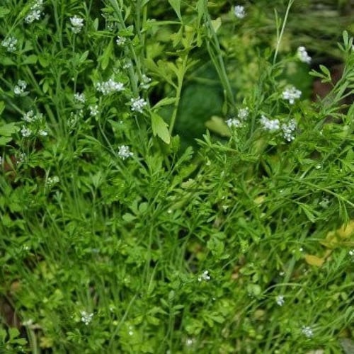 بذور عشبة الرشاد ( Lepidium sativum )