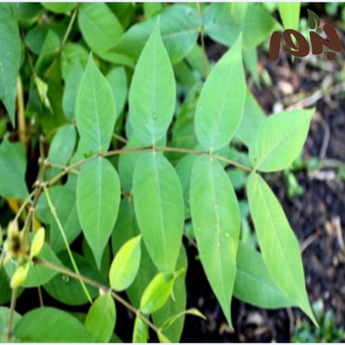 بذور كاسيا اوكدنتاليس - كاسيا بلدي-Senna-occidenta...