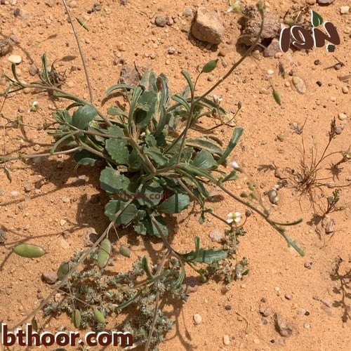 بذور عشبة القليقلان جملة