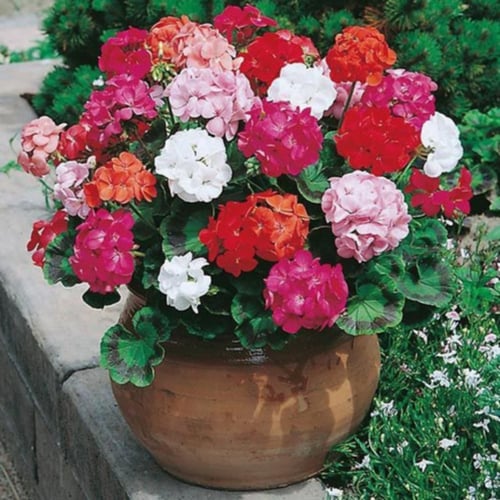 بذور زهرة الجيرانيوم ( geranium palladium )