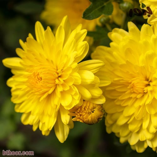 بذور الأقحوان الهندي ( Chrysanthemum indicum )