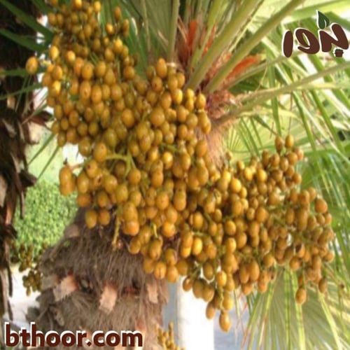 بذور نخيل الدوم ( Hyphaene thepaica )