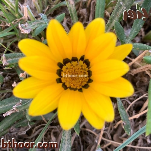 بذور زهرة الجازانيا الصفراء-غازانيا جامدة( Gazania...