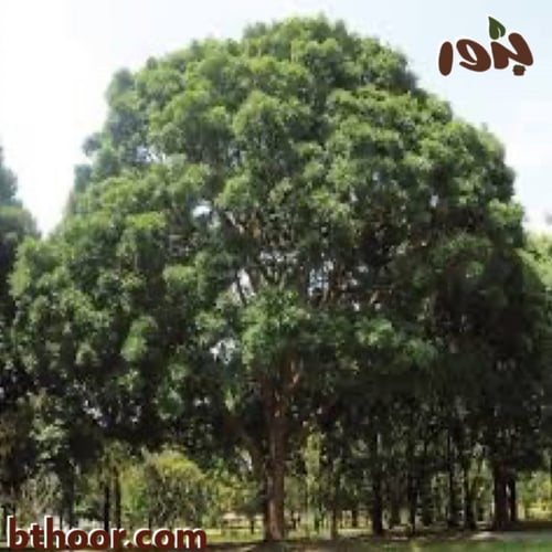 بذور الماهوجني الأفريقي-الكايا ( khaya senegalensi...