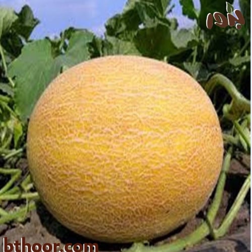 بذور الشمام الإيراني ( القلعاوي ) - جملة