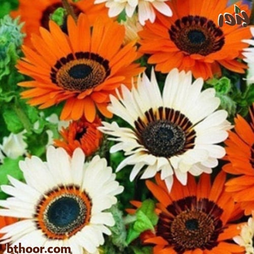 بذور زهرة ملكة الحقل (اركتوتس) Arctotis fastuosa